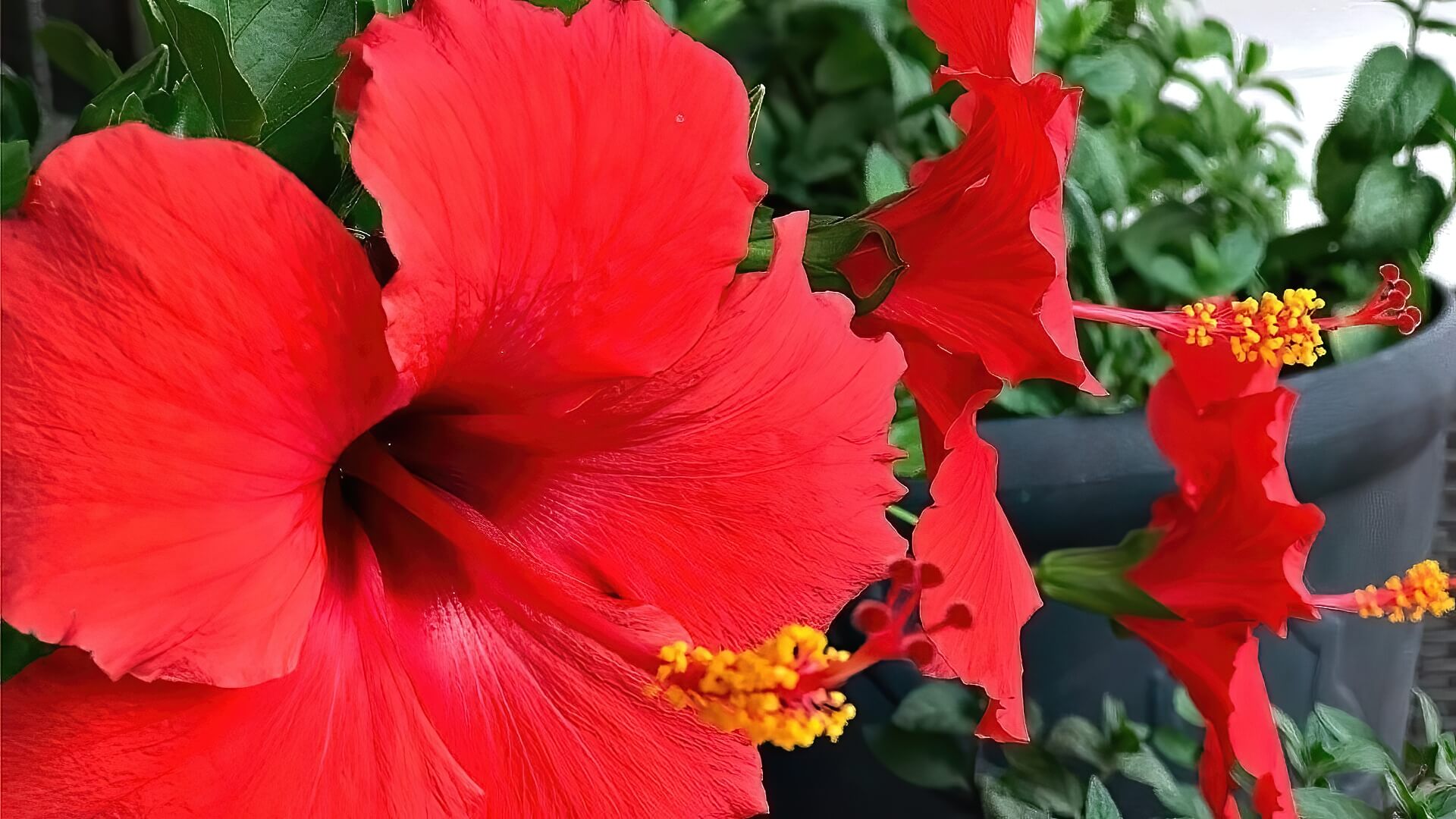 Hibiscus Red Hibiscus Red