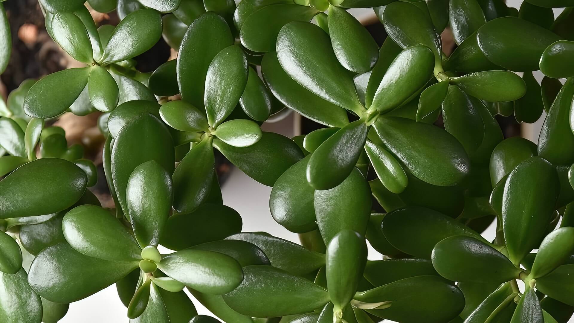 Jade Plant Jade Plant