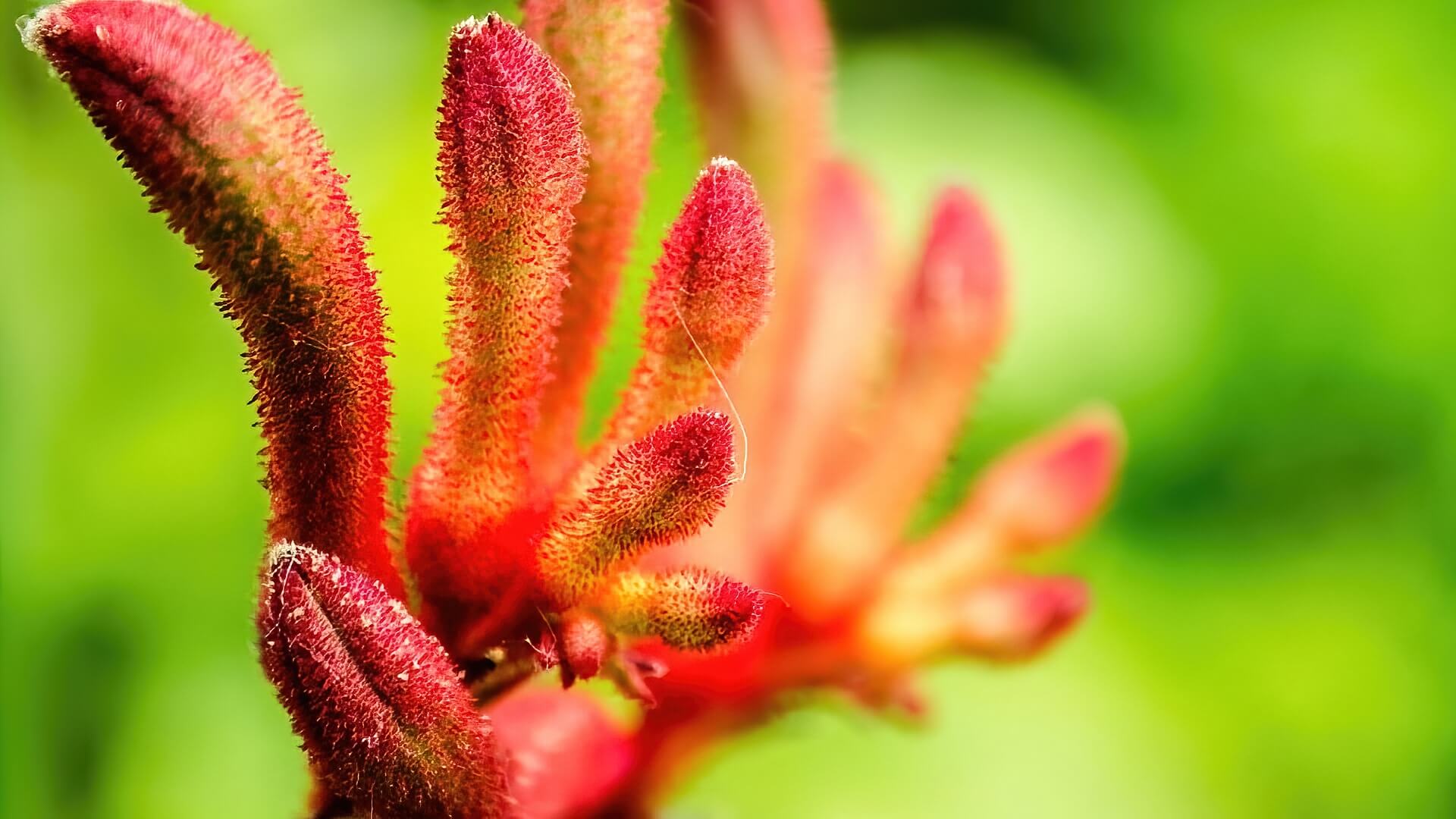 Kangaroo Paw Kangaroo Paw