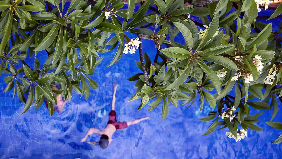 Pool Frangipanis