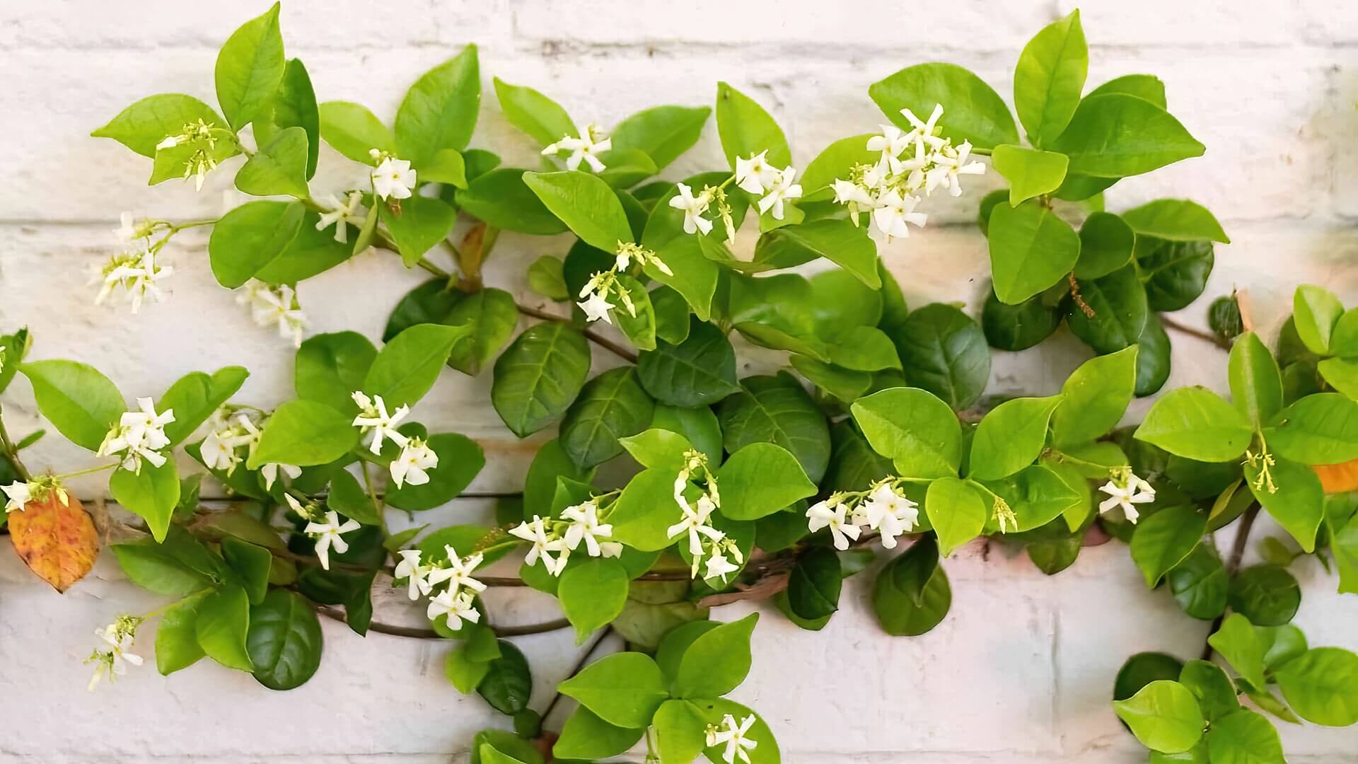 Star Jasmine Star Jasmine