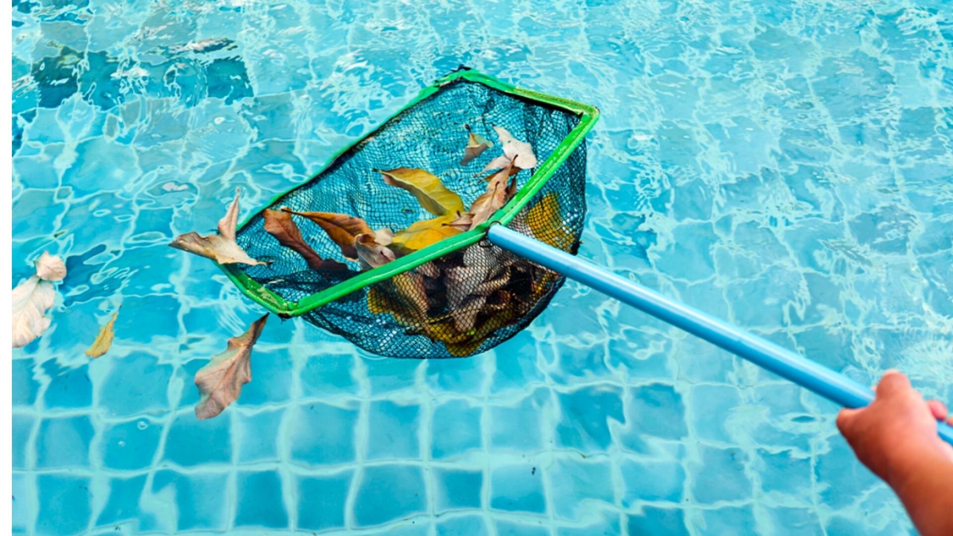 2023 08 Blue Water Leaves In Net Blue Water Leaves Net