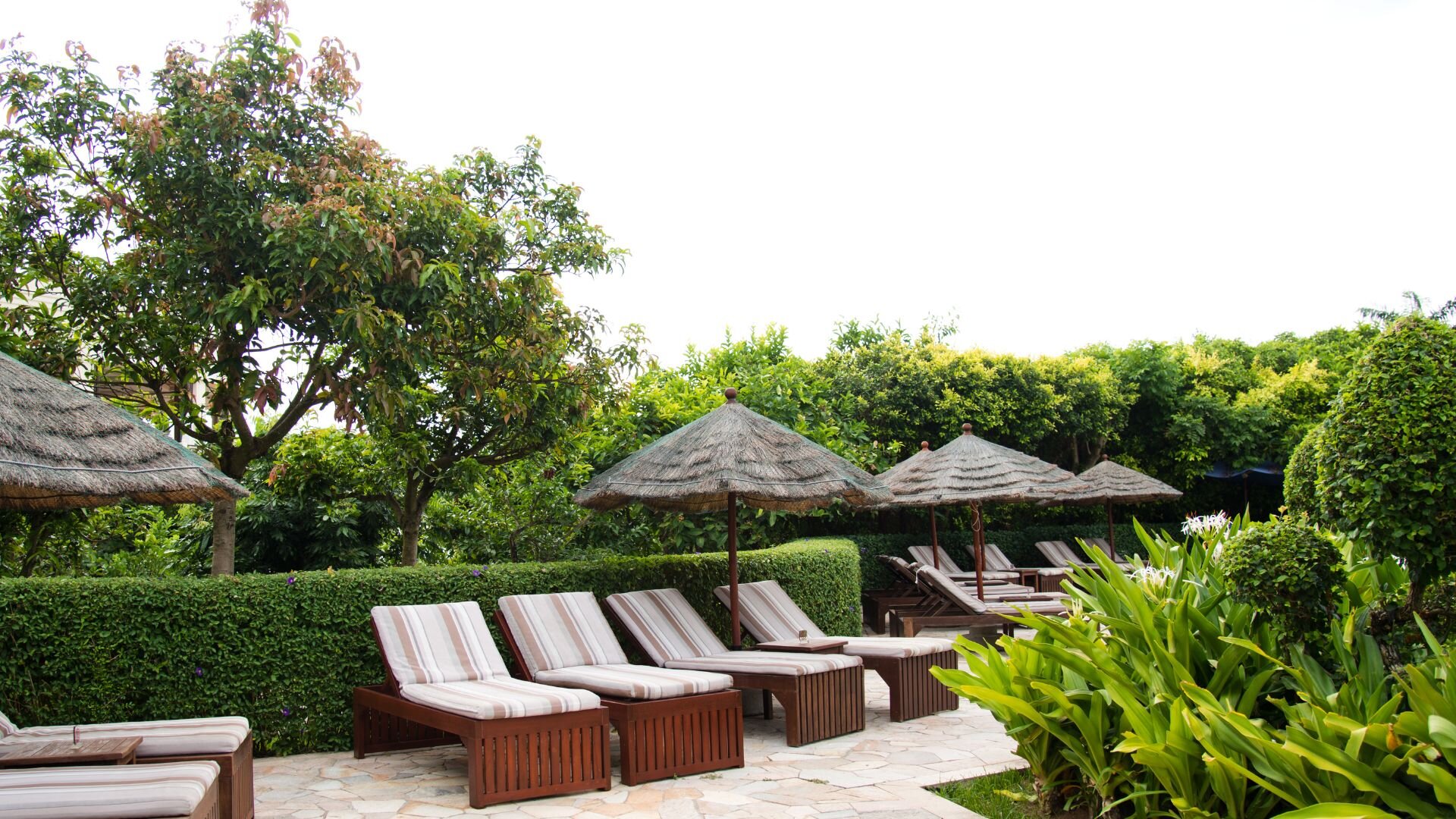 2024 01 Plants Cabanas Poolside Plants Cabanas Poolside