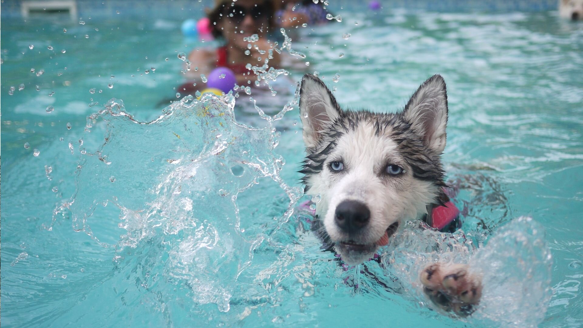 2024 06 Dog Swimming In Pool Dog Swimming Pool